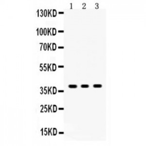 SIRT6  Antibody