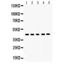 SIRT7  Antibody