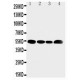 SLC16A4 Antibody