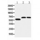 SLC1A4 Antibody