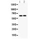 SLC22A2  Antibody