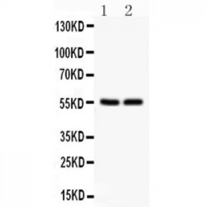 SLC2A1  Antibody