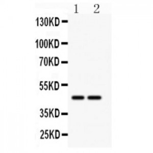 SLC30A4 Antibody