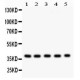 SLUG  Antibody