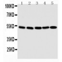 Smad1 Antibody