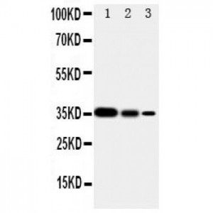 Smad2 Antibody