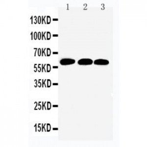 Smad4 Antibody