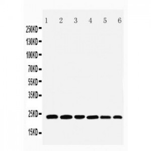 SNAP23 Antibody