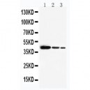 SNF5 Antibody