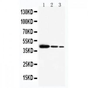 SNF5 Antibody