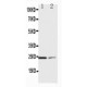 SOCS1 Antibody