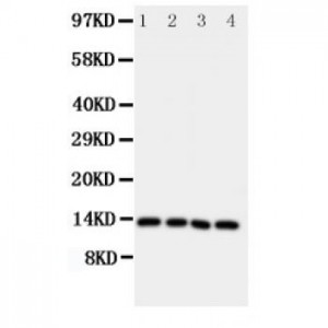 Somatostatin Antibody