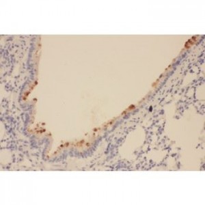 SOX2 Antibody