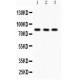 SP3  Antibody