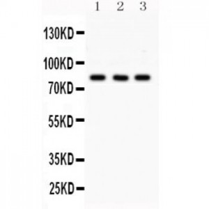 SP3  Antibody