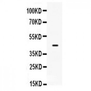 Sp5  Antibody