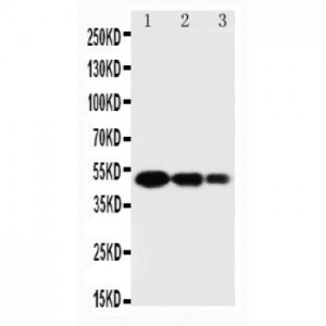 SPARC Antibody