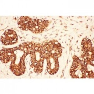 Src  Antibody