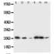 SSR3 Antibody