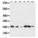 SSR3 Antibody