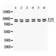 STAT1  Antibody