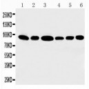 STAT3 Antibody