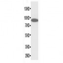 STAT3 Antibody