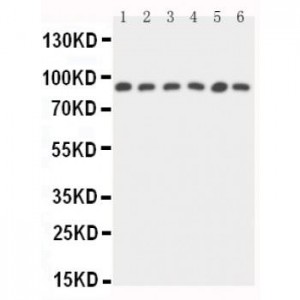 STAT5b Antibody