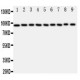 STAT6 Antibody