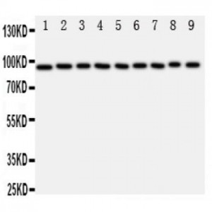 STAT6 Antibody