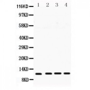 Stefin B  Antibody