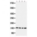 Stefin B Antibody