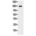 Synaptopodin Antibody