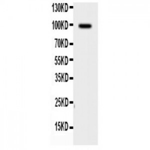 Synaptopodin Antibody