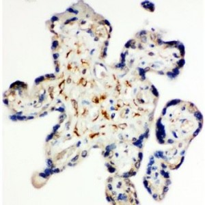 Syndecan 3 Antibody