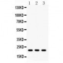 Syndecan 4  Antibody