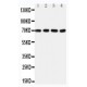 Tau Antibody (monoclonal)