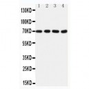 Tau Antibody (monoclonal)