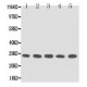 TFPI2 Antibody