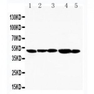 TIM 1 Antibody