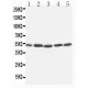 TIM 1 Antibody