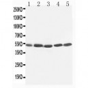 TIM 1 Antibody