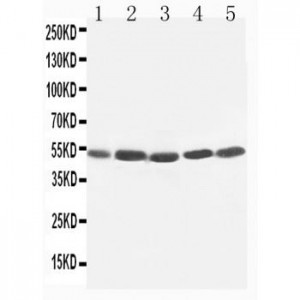 TIM 1 Antibody