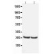 TIMP4 Antibody