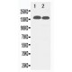 TJP2 Antibody