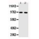 TLR4 Antibody