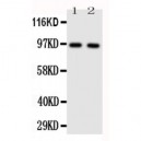 TLR4 Antibody