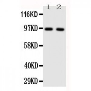 TLR4 Antibody