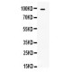 TLR5  Antibody