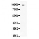 TLR5  Antibody